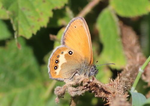 Réf. 222 444 : Coenonympha arcania